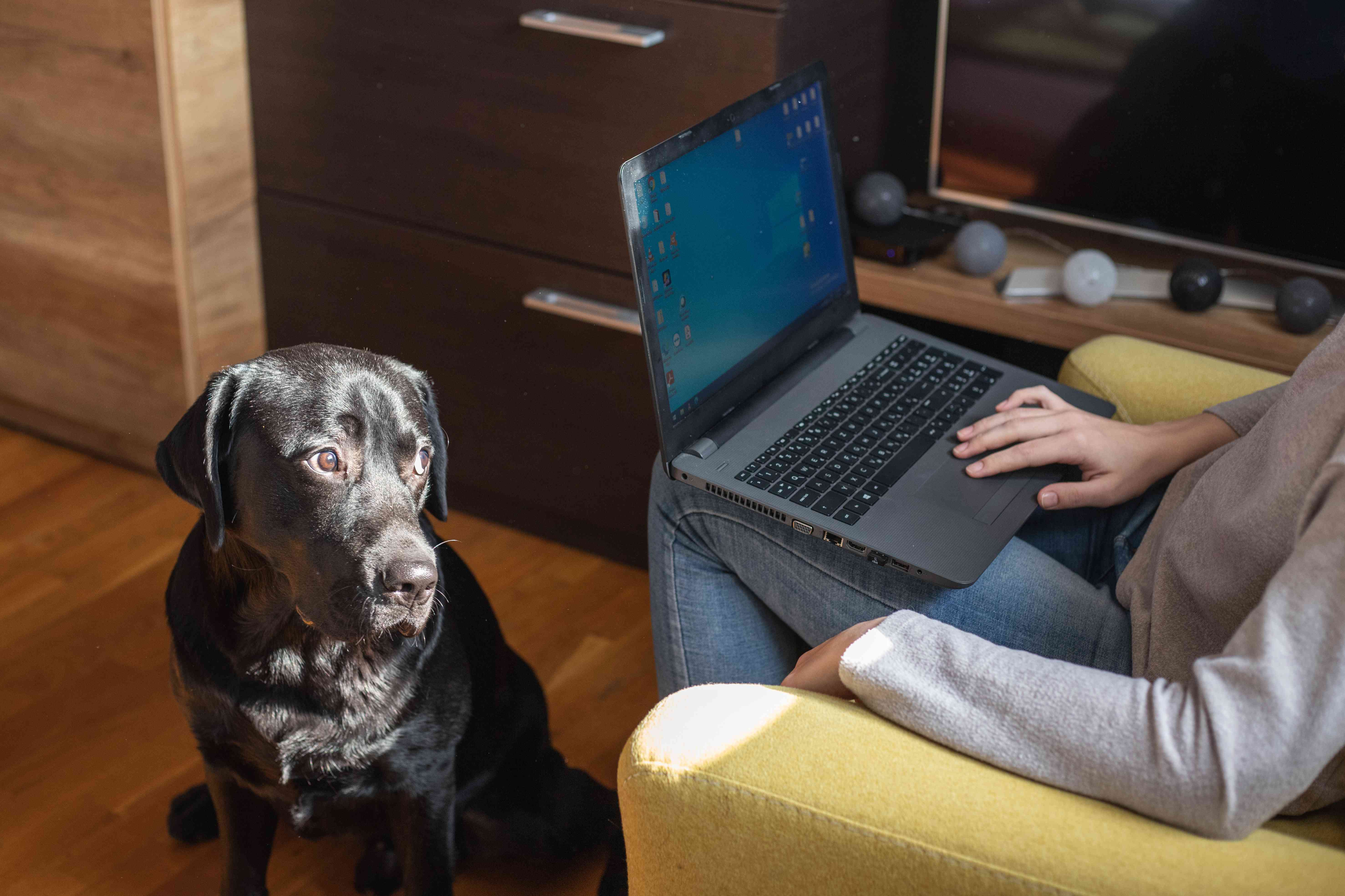 狗狗看着无聊的主人玩笔记本电脑