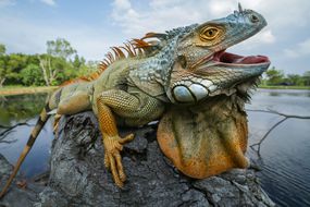 来自印度尼西亚的绿色鬣蜥坐在灰色的岩石上，嘴巴张开