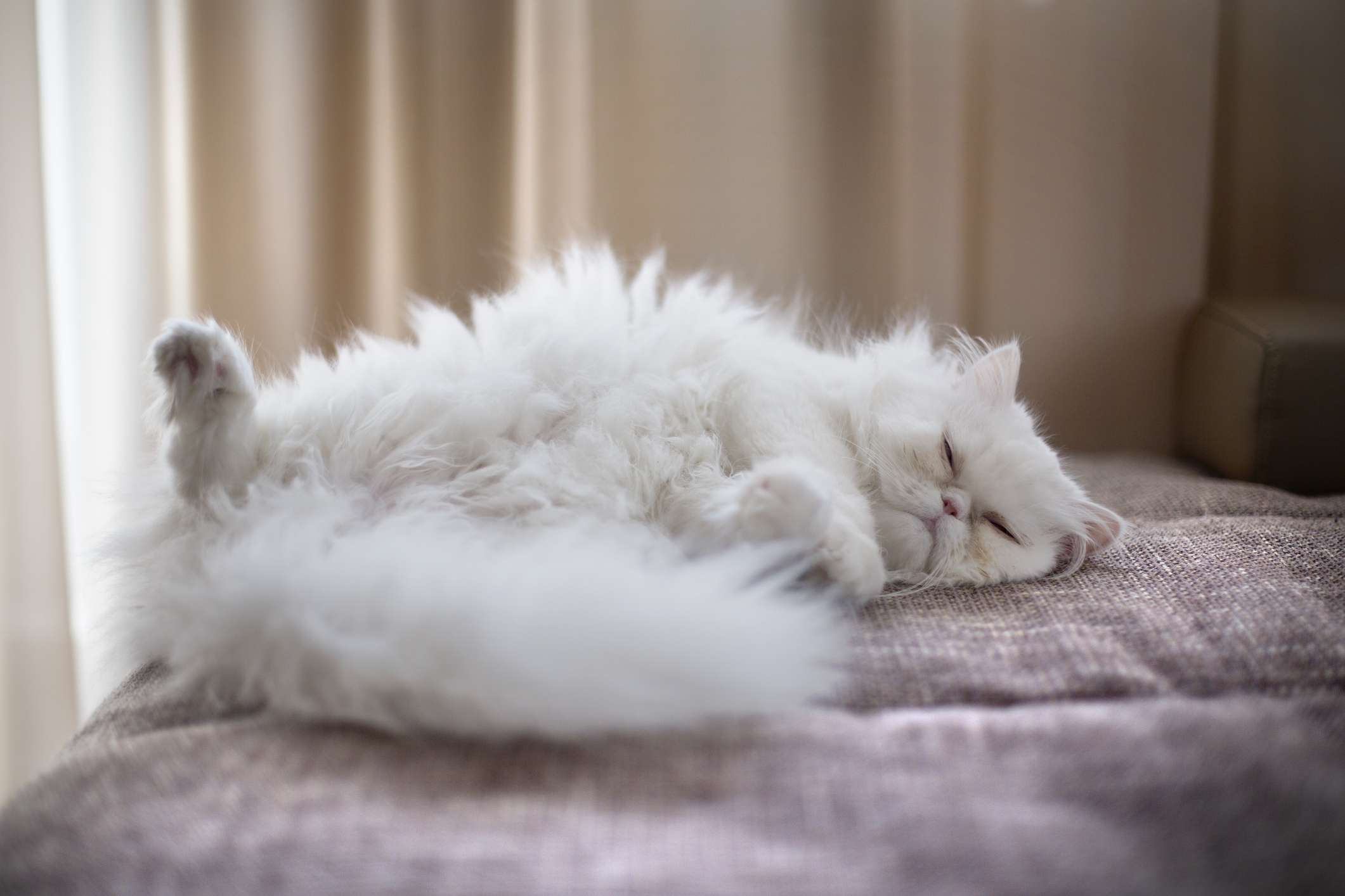 白色的波斯猫躺在沙发上，皮毛凌乱＂width=