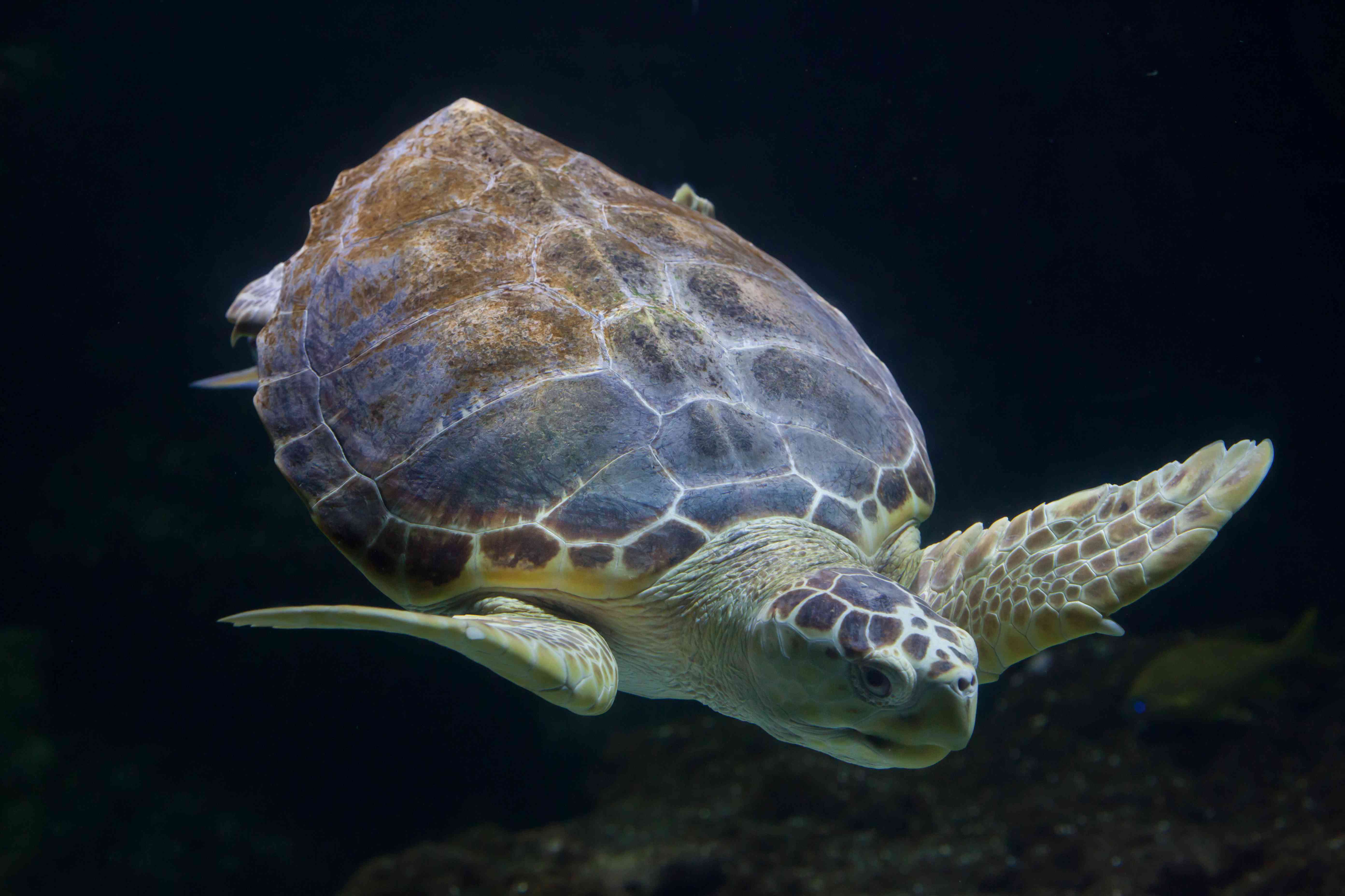 成年红海龟