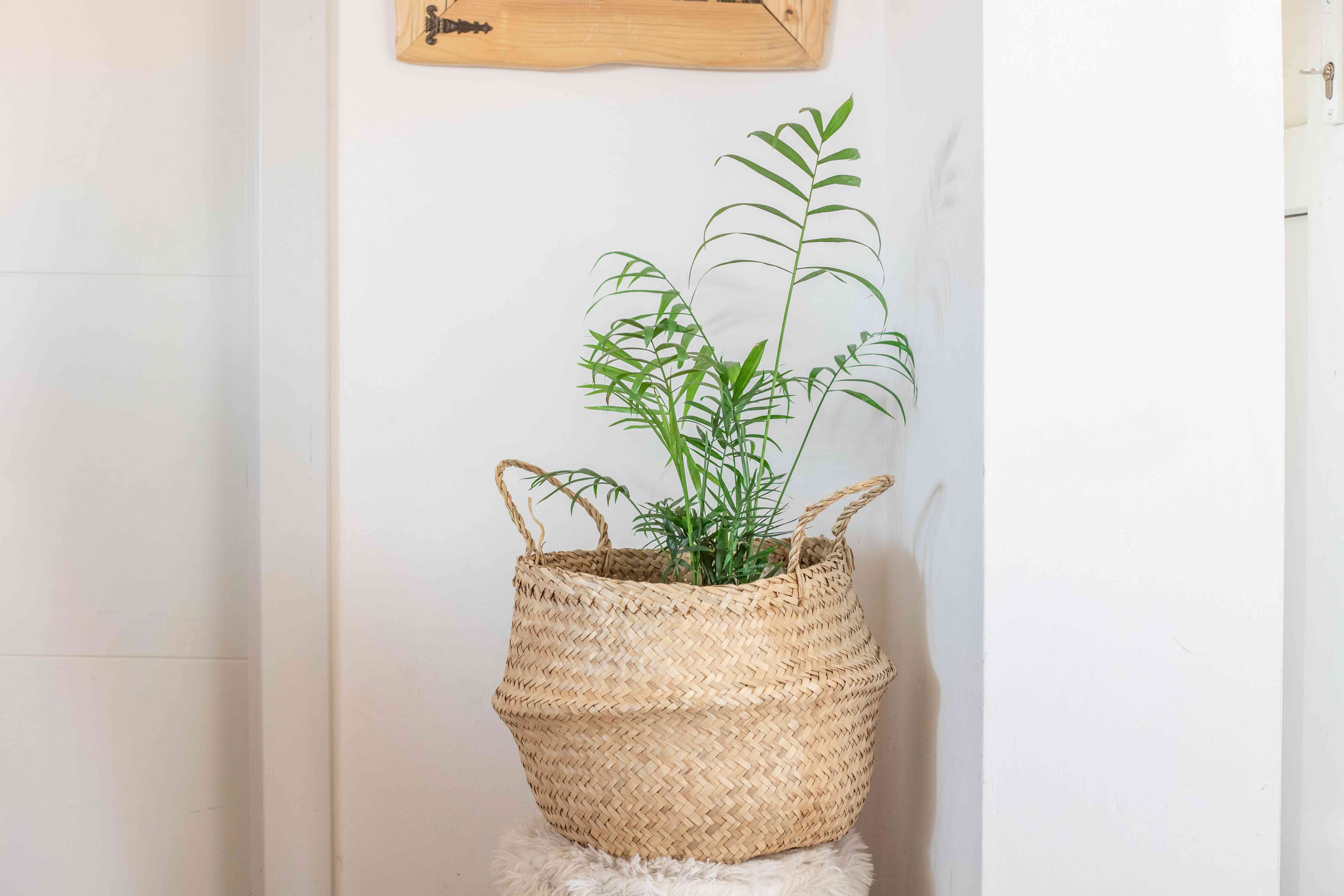 客厅棕榈植物在编织篮锅在白房子的凳子上＂width=