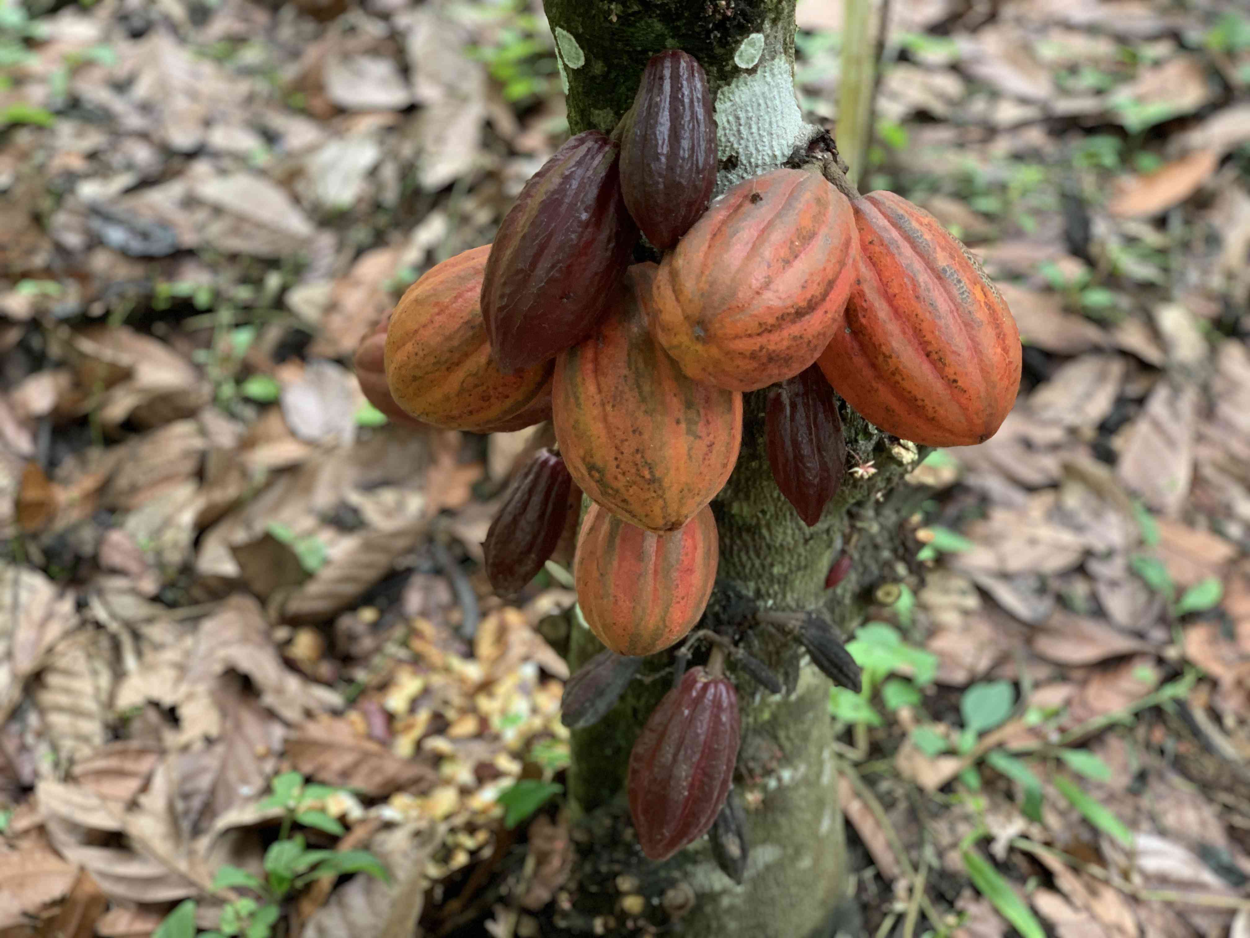 从咖啡豆到巧克力棒，可可树在科帕尔3000英亩的有机农场郁郁葱葱的树冠下茁壮成长＂width=