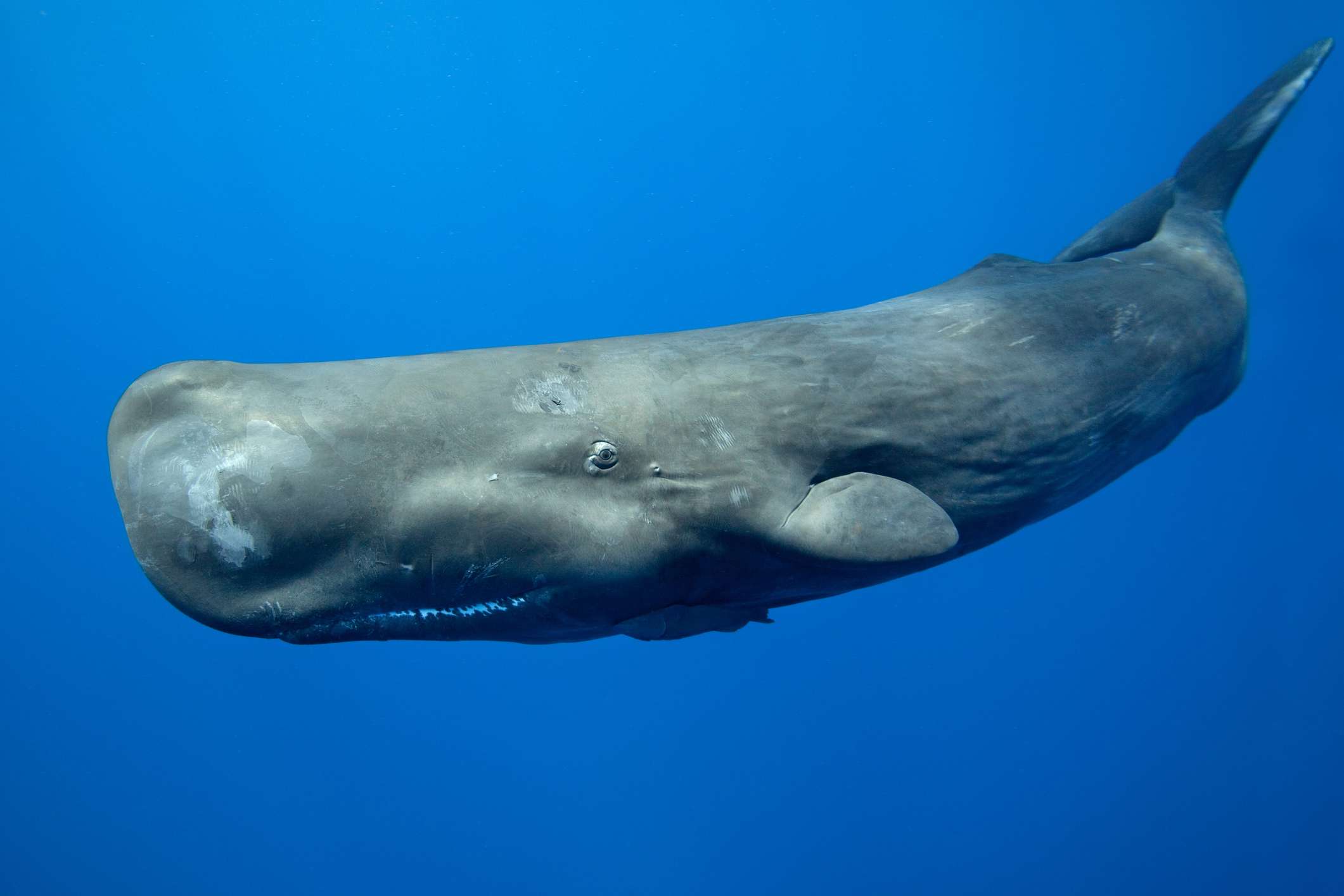 抹香鲸的全身照片。＂width=
