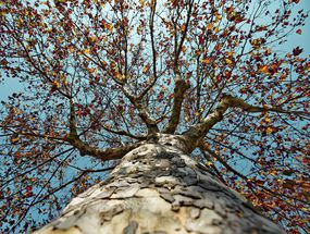 秋天的nicamore树的向上视图