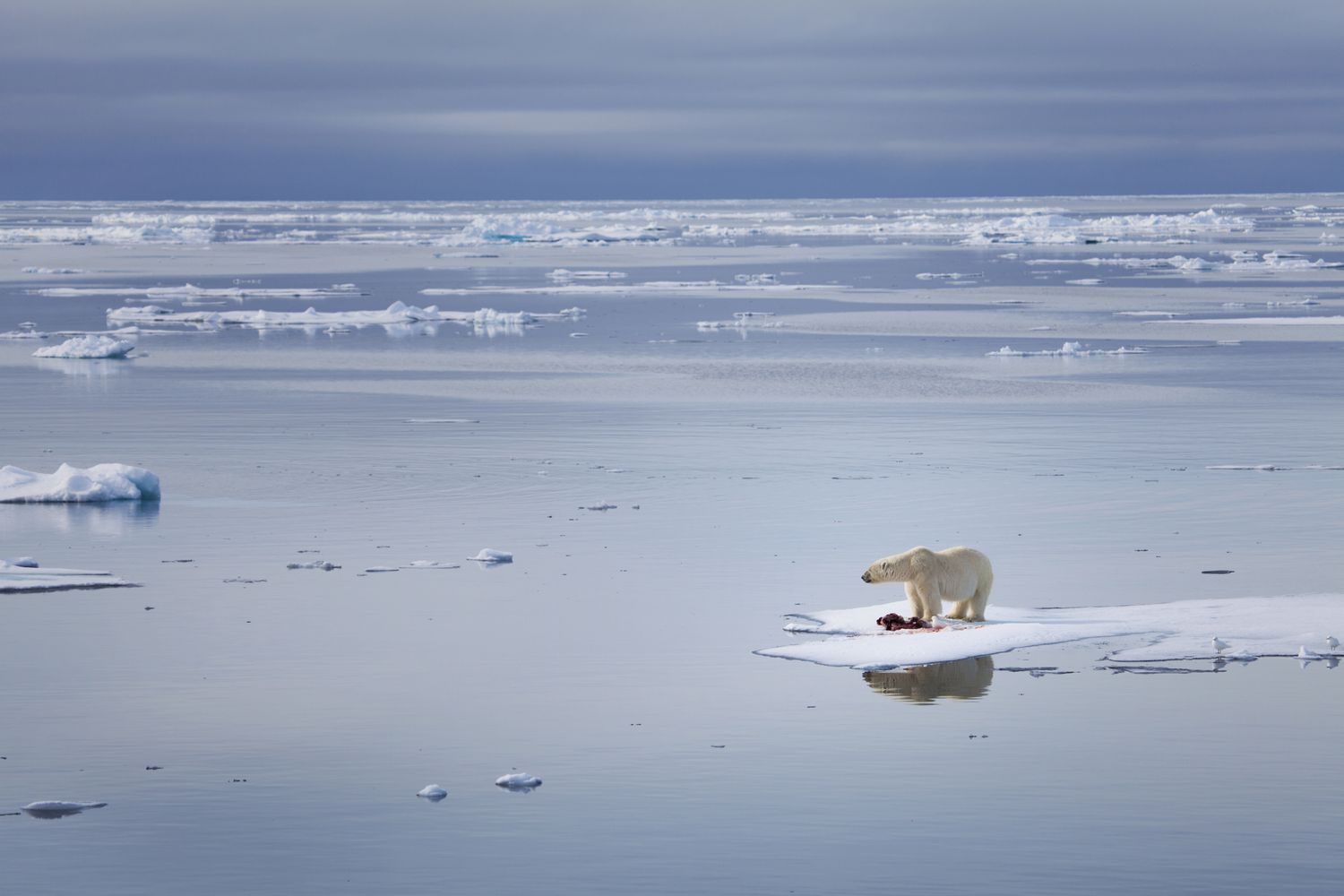 北极熊站在融化的冰上。