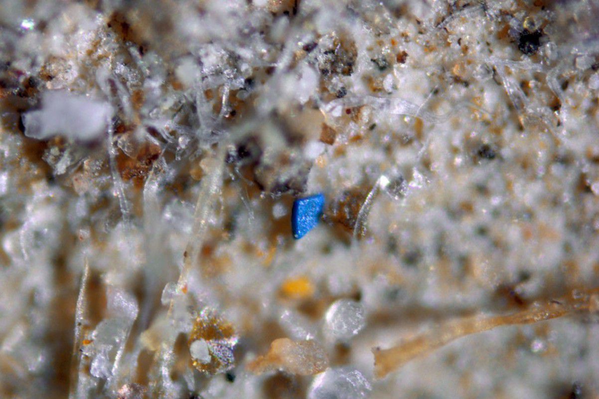 在显微镜下，一个蓝色的微塑料碎片与过滤器上的灰尘和纤维混杂在一起。＂width=
