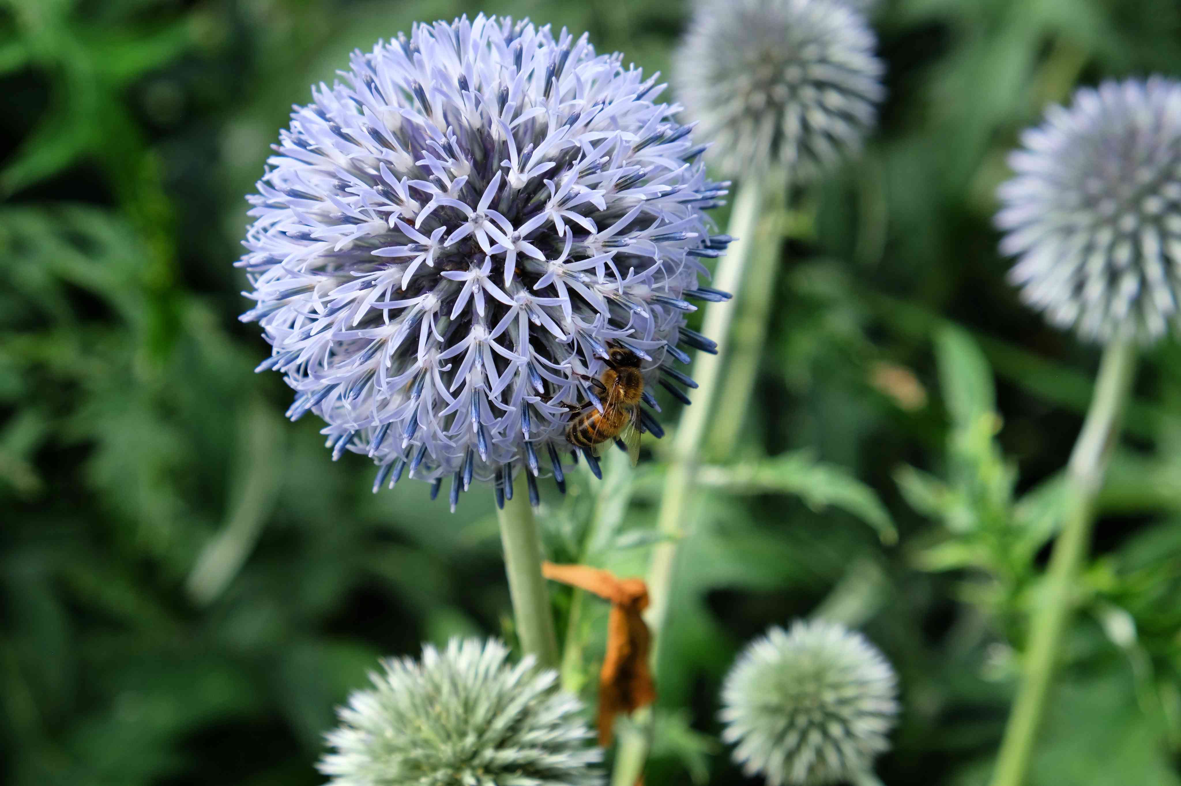 蜜蜂坐在蓝球蓟上