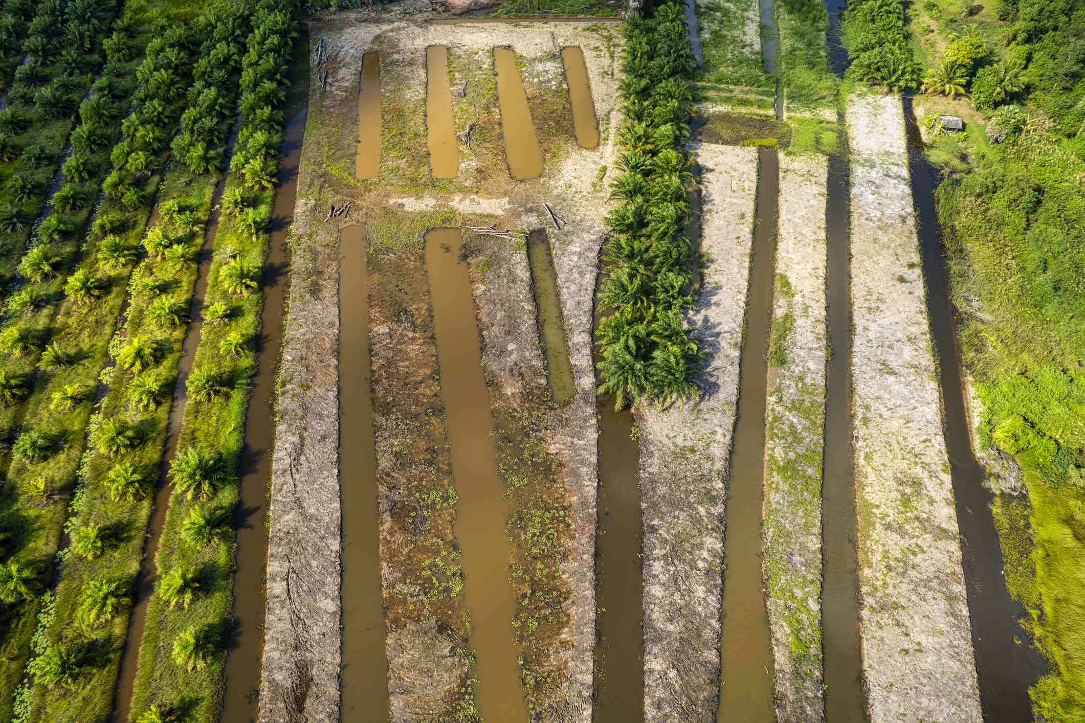 大型椰子种植园的航拍＂width=