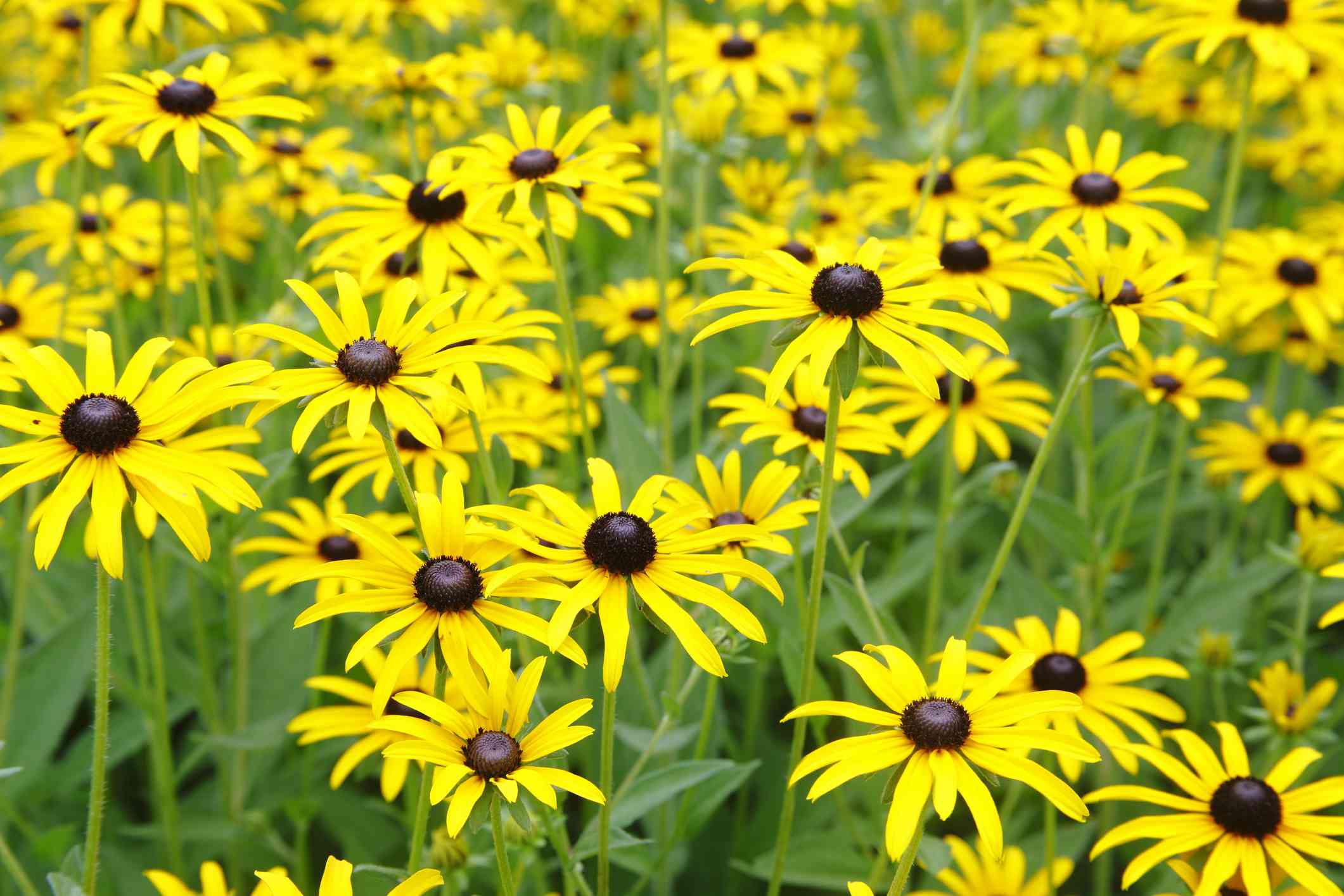 黑眼苏珊(Rudbeckia hirta)