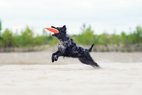 马地犬狗飞跃从砂橙色飞盘的嘴