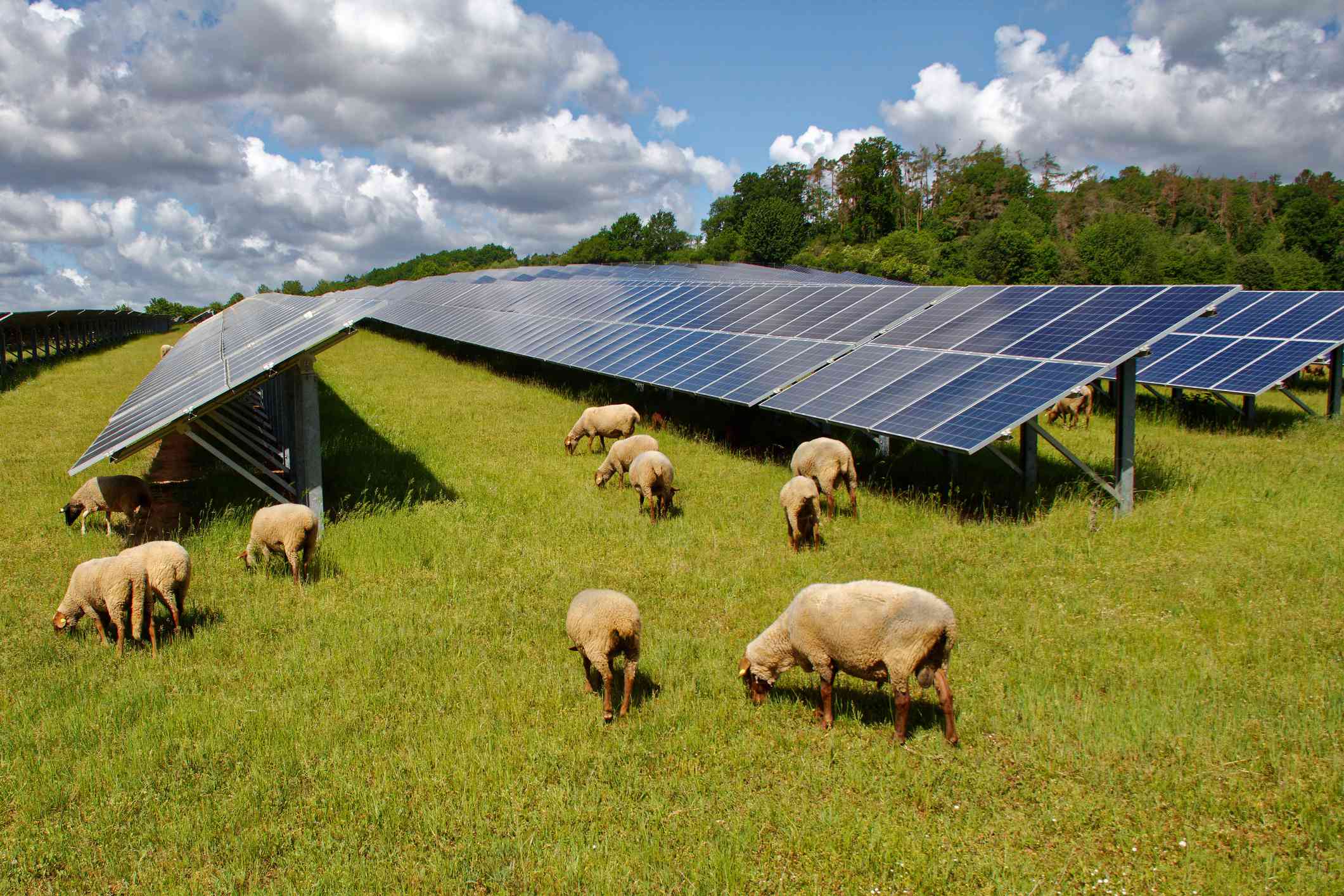 绵羊在太阳能农场周围和下面吃草。