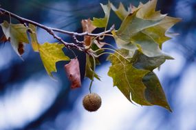 秋天悬挂在树上的美国梧桐种子球。