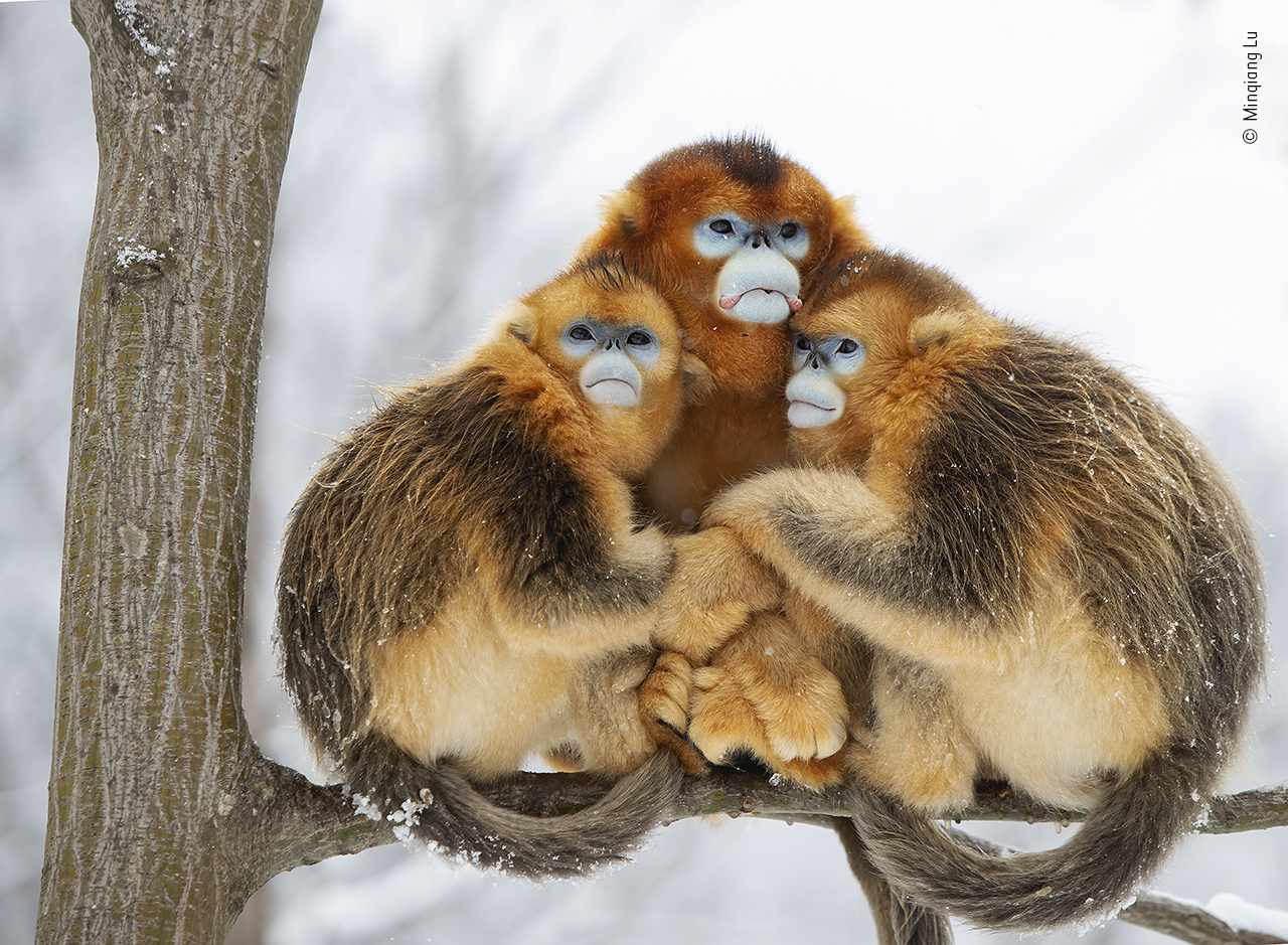 猴子在寒冷中挤作一团
