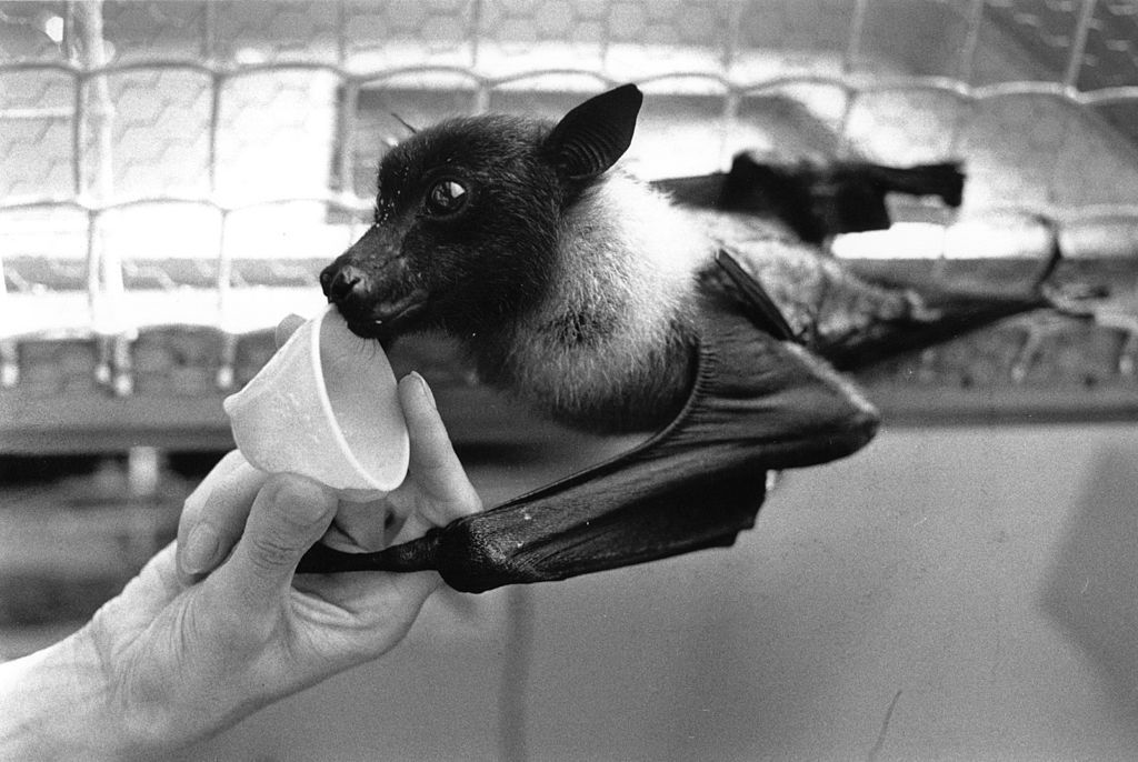 蝙蝠用杯子喝水。＂width=