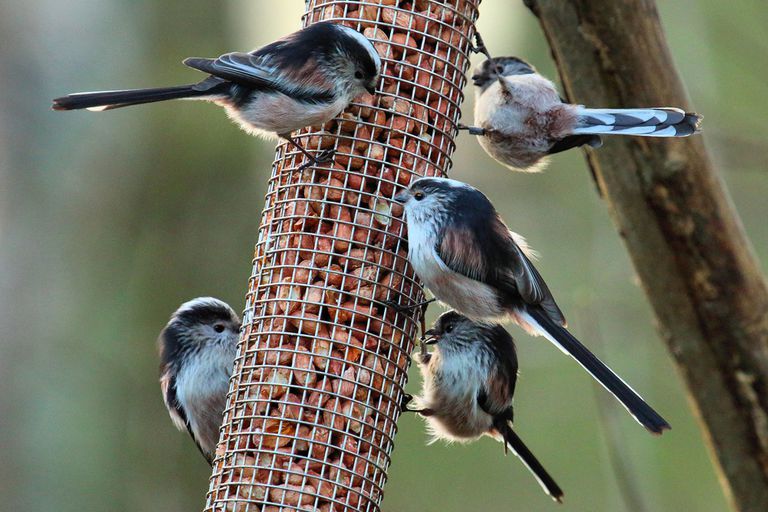 五只鸟从喂鸟器里吃东西