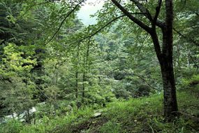 植树节在原始山林里，…