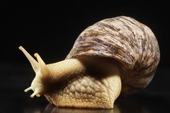 巨型非洲蜗牛-Achatina Fulica