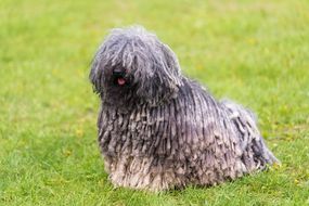 灰色的奇怪的狗坐在草在公园”width=