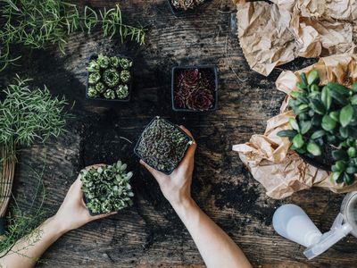 手持多肉植物的女园丁的手在她的商店