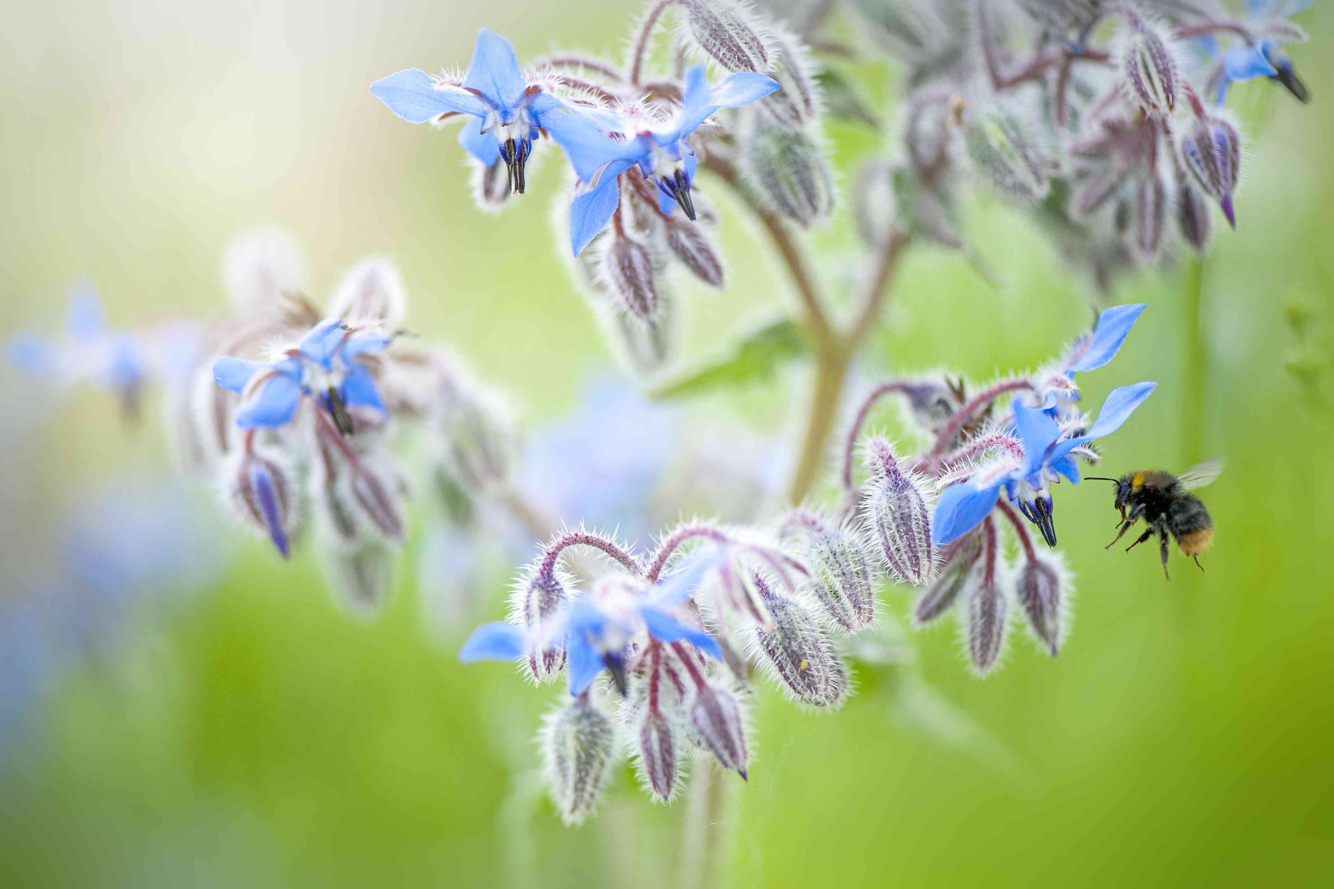 琉璃苣蓝色花的特写图像-琉璃苣，也被称为与蜜蜂的星花