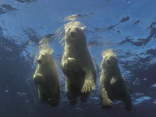 游泳的北极熊