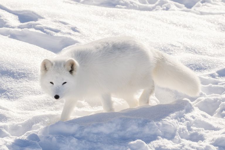 明亮的白色北极狐在阳光下走过白色的雪地＂class=