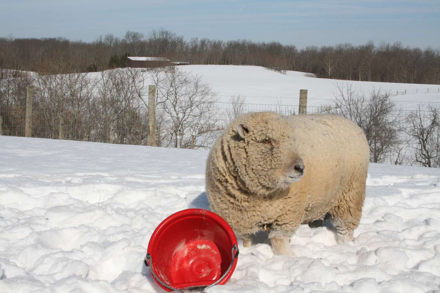 白色的娃娃羊在雪域牧场，带着红色的桶