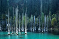 又高又瘦的树从山中浅蓝色的湖水中冒出来。