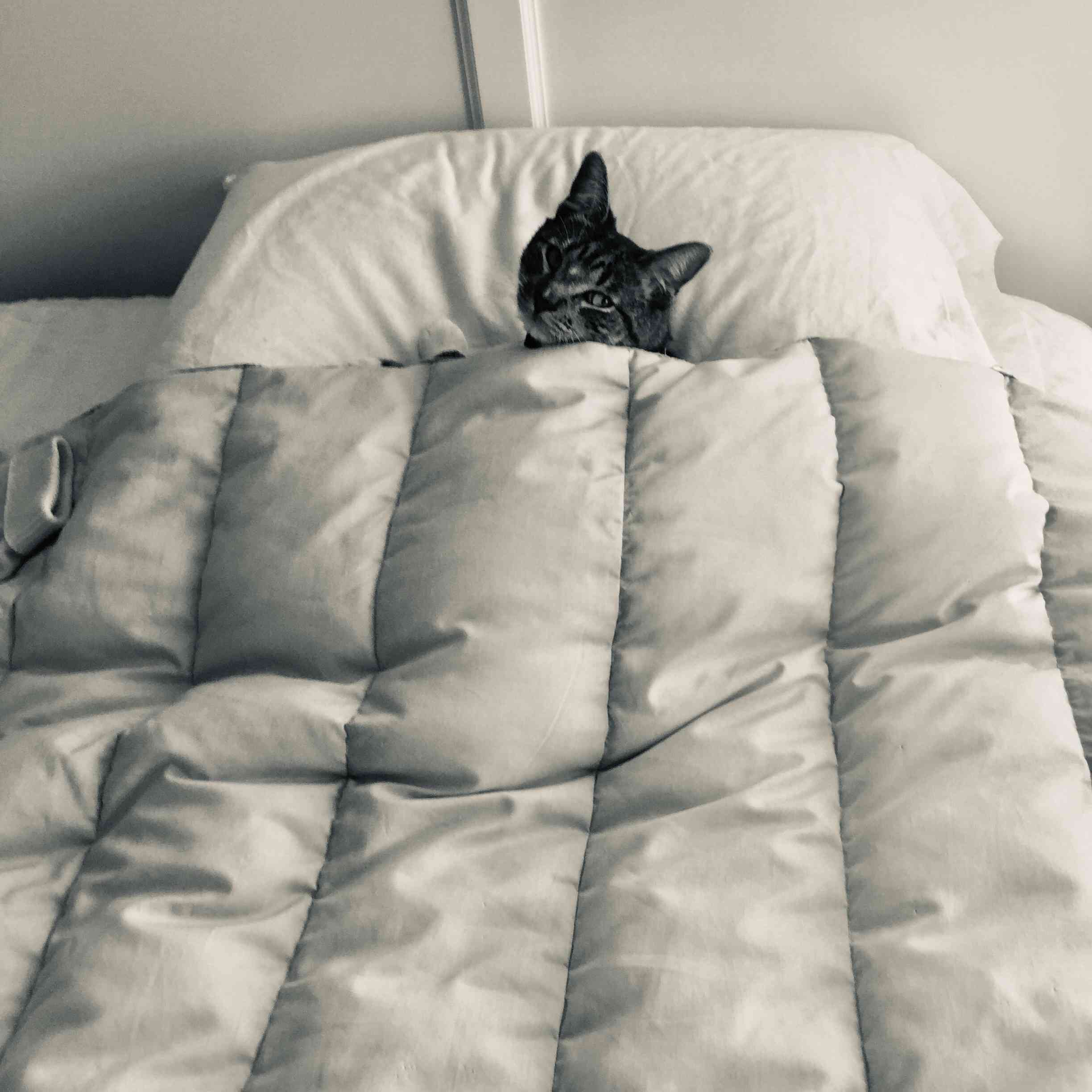 猫在床上