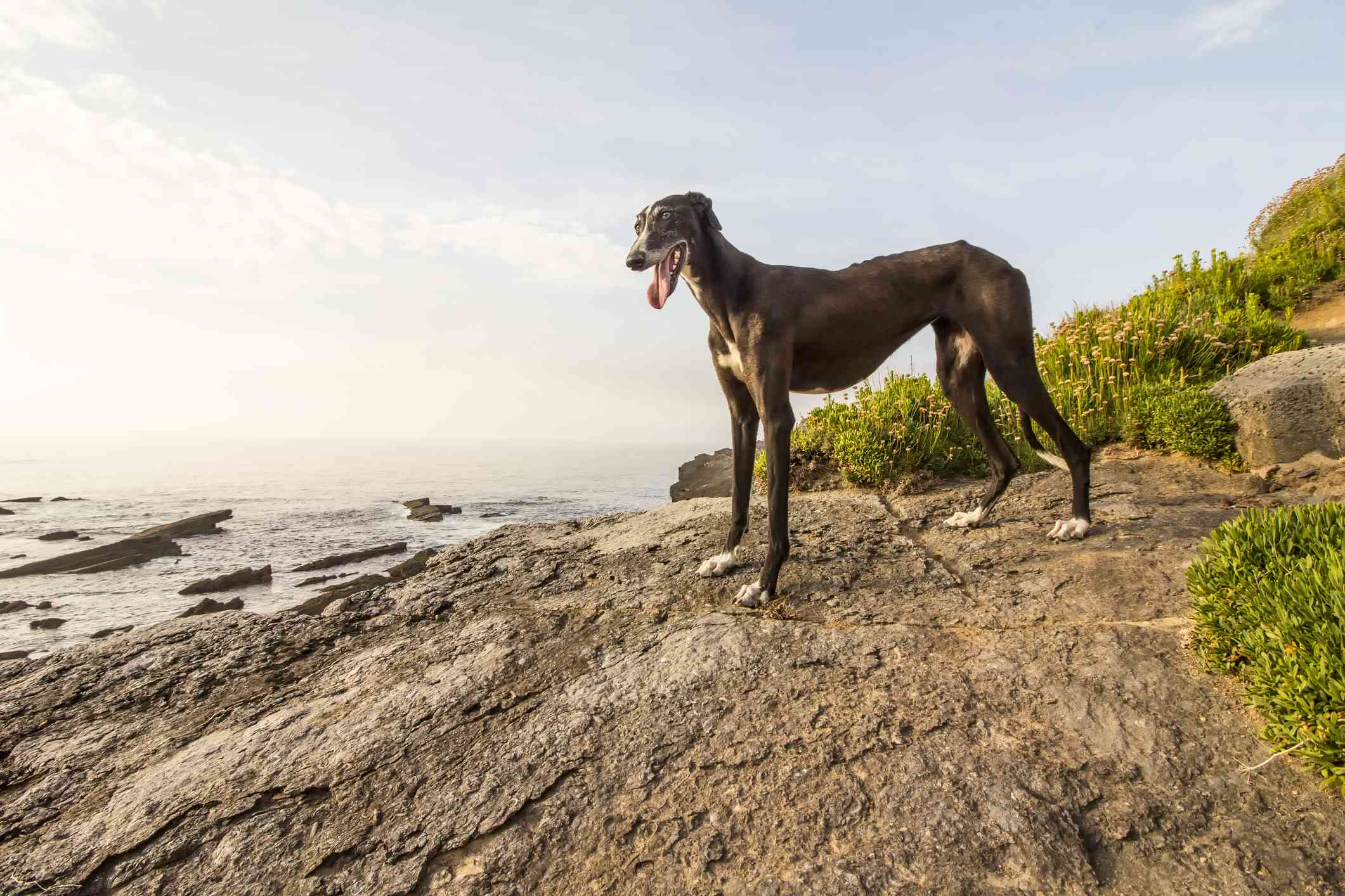 站立在水上的岩石小山的布朗灰猎犬