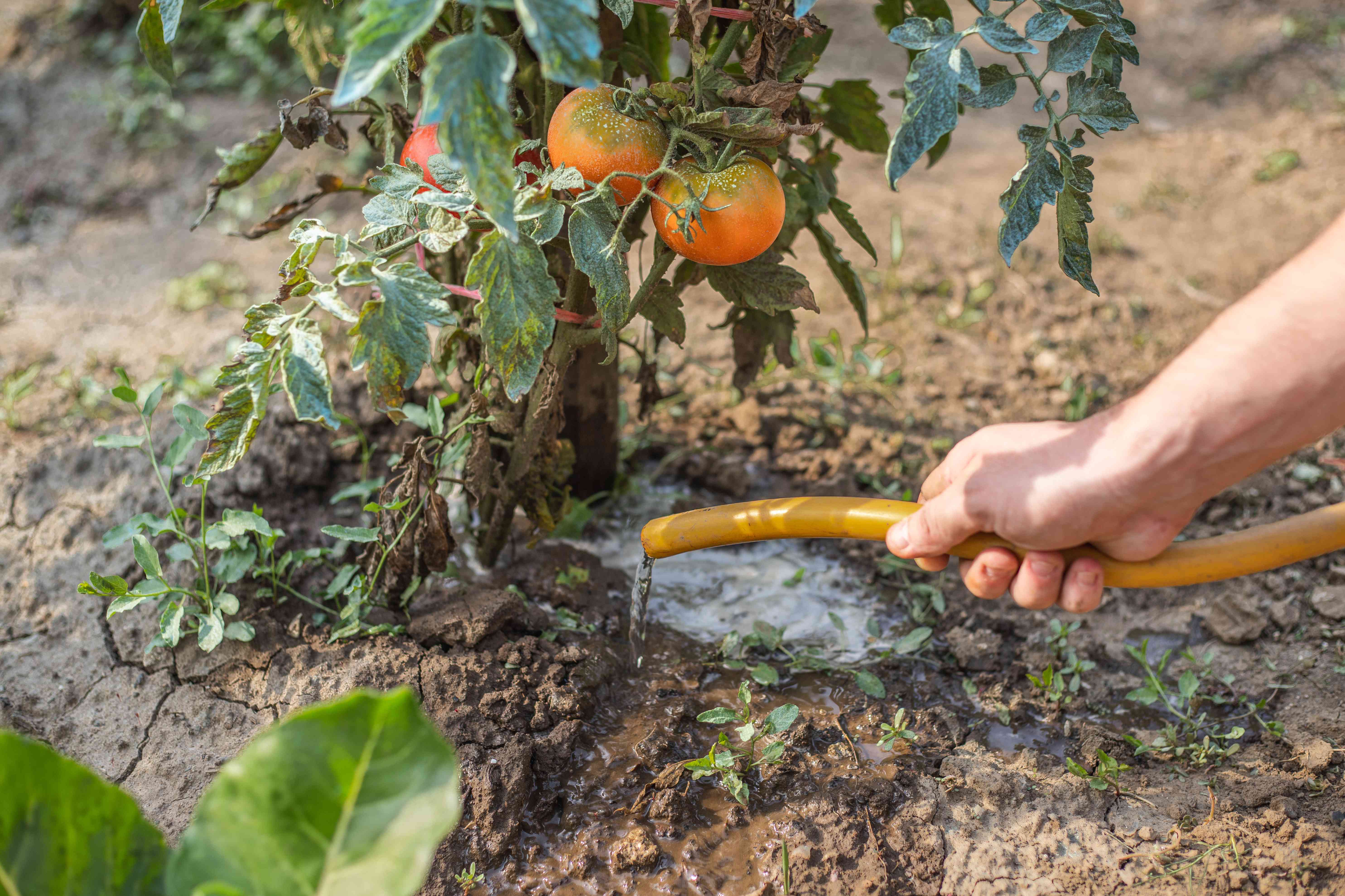 人们在花园里用软管浇灌番茄植株和藤蔓＂width=