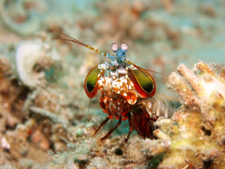 奇怪的海洋生物，蓝色的头和虫眼的珊瑚＂class=