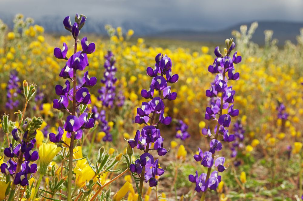 在加利福尼亚超级盛开期间，紫色的花朵在一系列黄色的花朵中