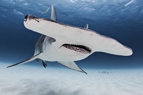 一只大锤头鲨的脸从下面游到海洋表面附近。