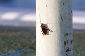 蟑螂在白色的木杆”width=