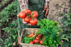 农场老工人展示一堆西红柿