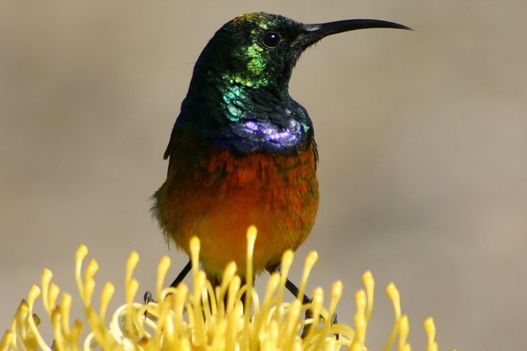 橙胸太阳鸟，头绿色，斑纹紫色，体红黄相间，羽毛黄色
