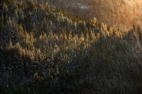 美丽的下午灯光沐浴在汤斯国家森林中的冬季森林。“width=