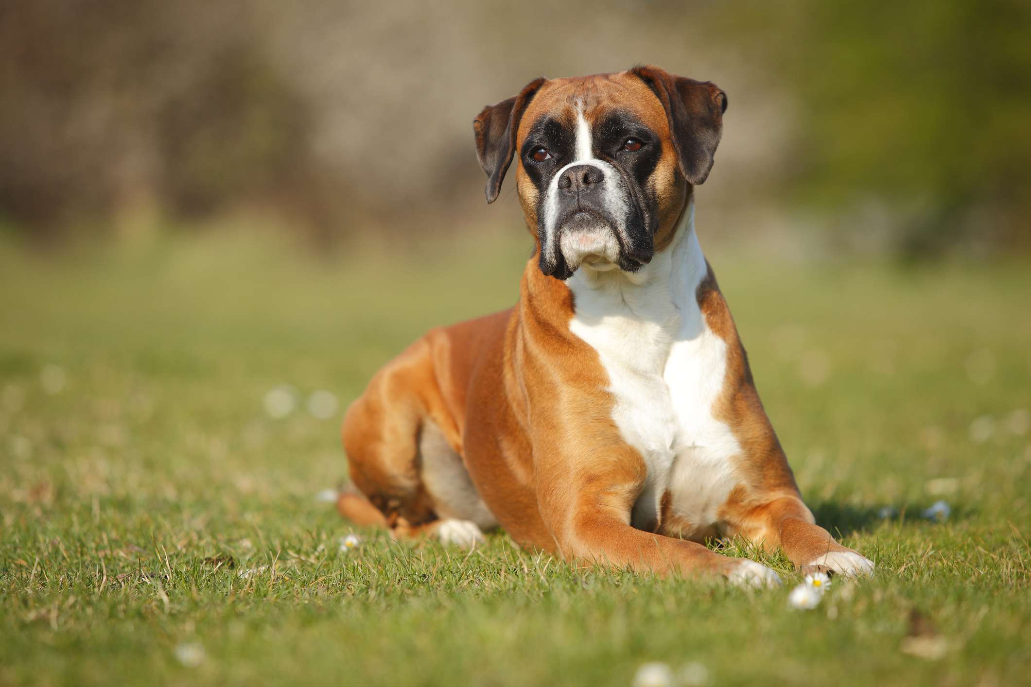 一只棕白相间的拳师犬笔直地坐着，爪子伸在草地上