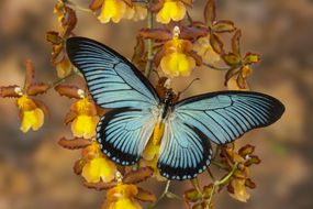 蓝色蝴蝶Papilio Zalmoxis在兰花上“width=