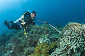 海蛇方法潜水员