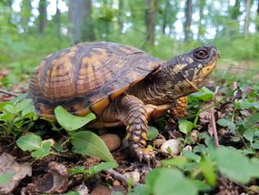 eastern box turtle in the wild