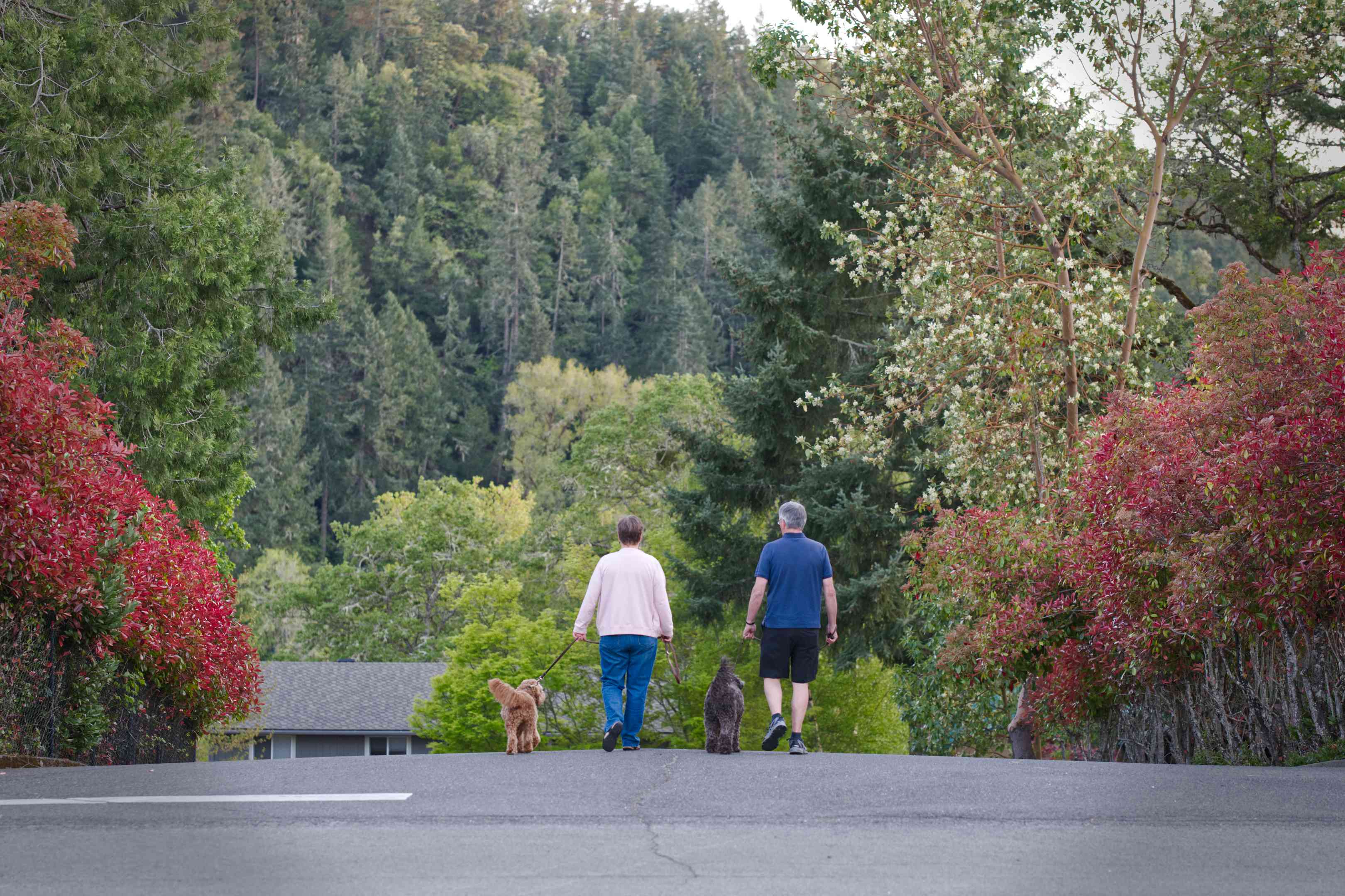 一对夫妇遛着两只狗的长镜头，背景是树木茂密的街道和远处的小山