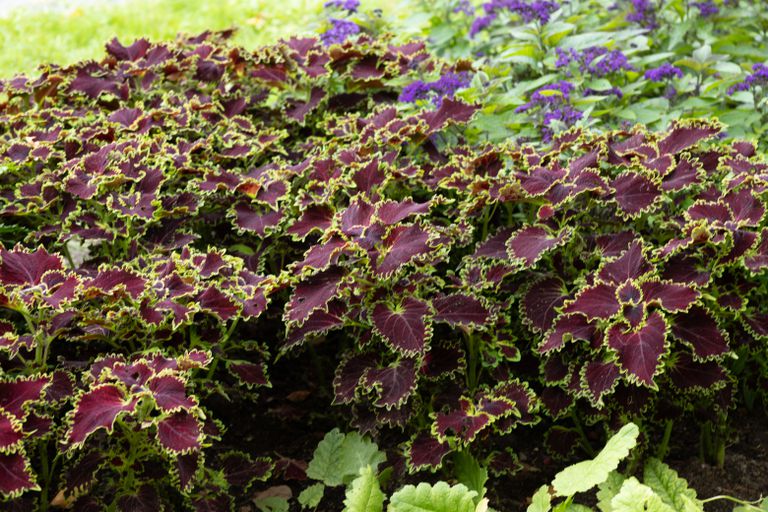 绿色和深紫色的彩叶草(Plectranthus scutellariodes)是一种很好的庭院植物