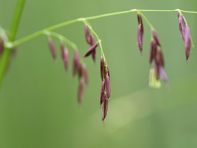 Manoomin分支与野生稻作的特写镜头。
