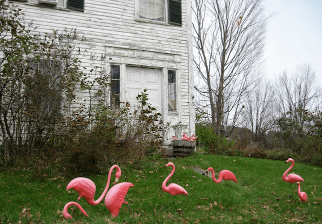 院子里的塑料粉色火烈鸟