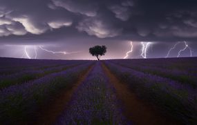 薰衣草上的暴风雨