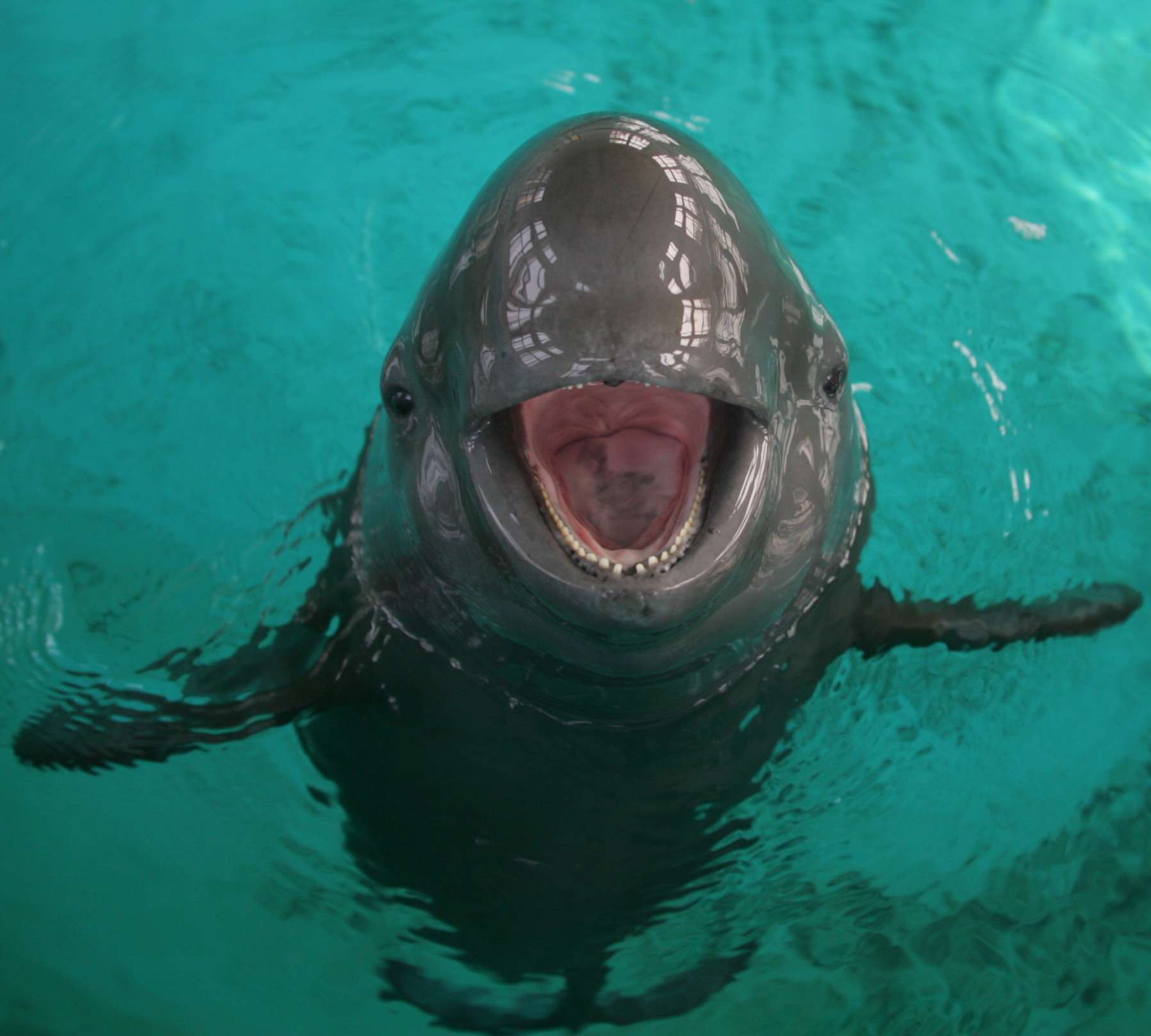 濒临灭绝的长长无鳍海豚