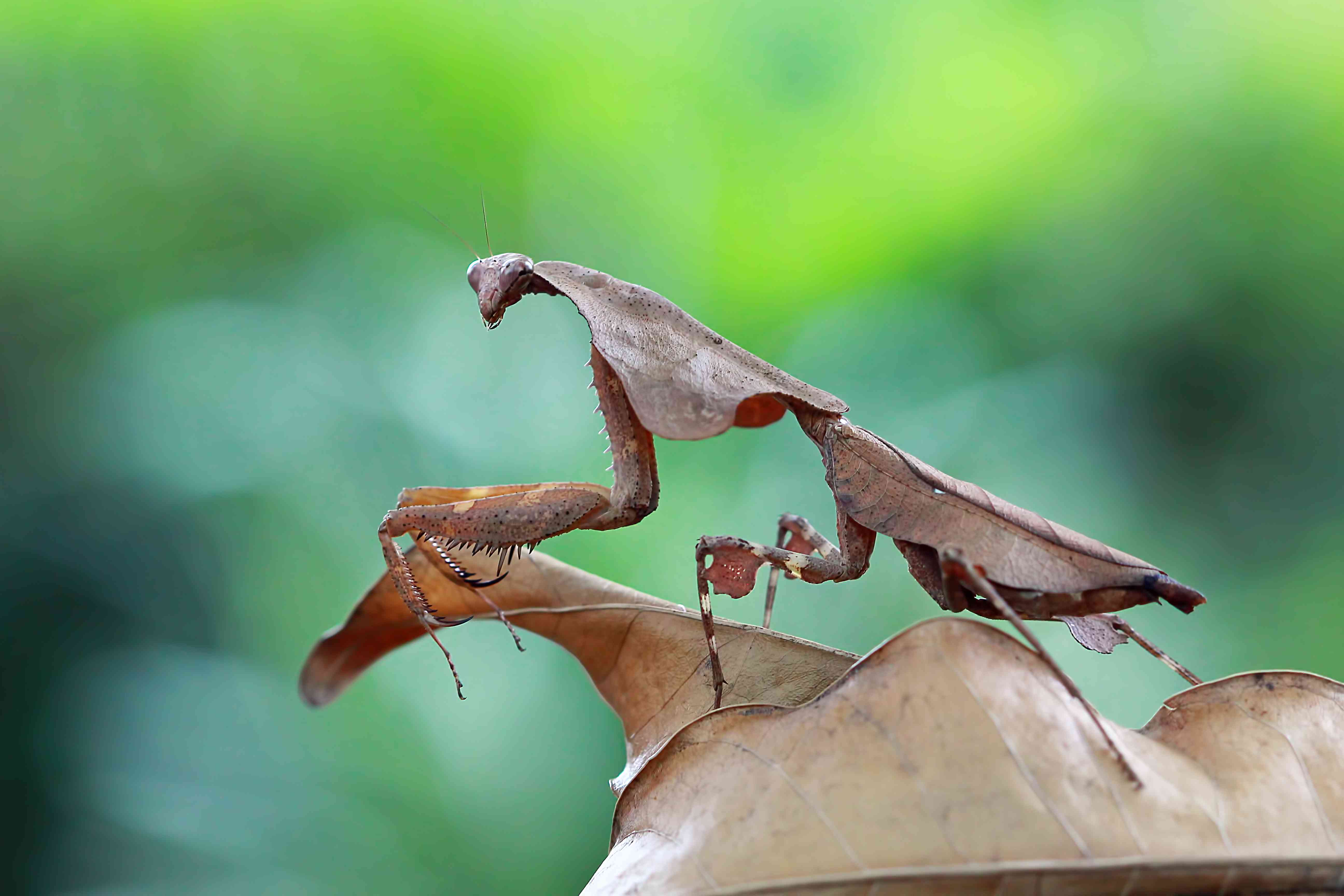 一只枯叶螳螂和它栖息的枯叶混在一起。＂width=