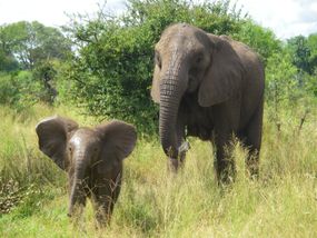 野生非洲象妈妈和小象＂width=